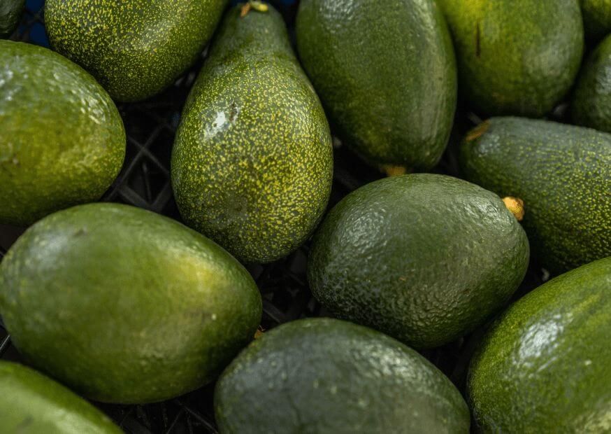 Hybrid-agri Avocados
